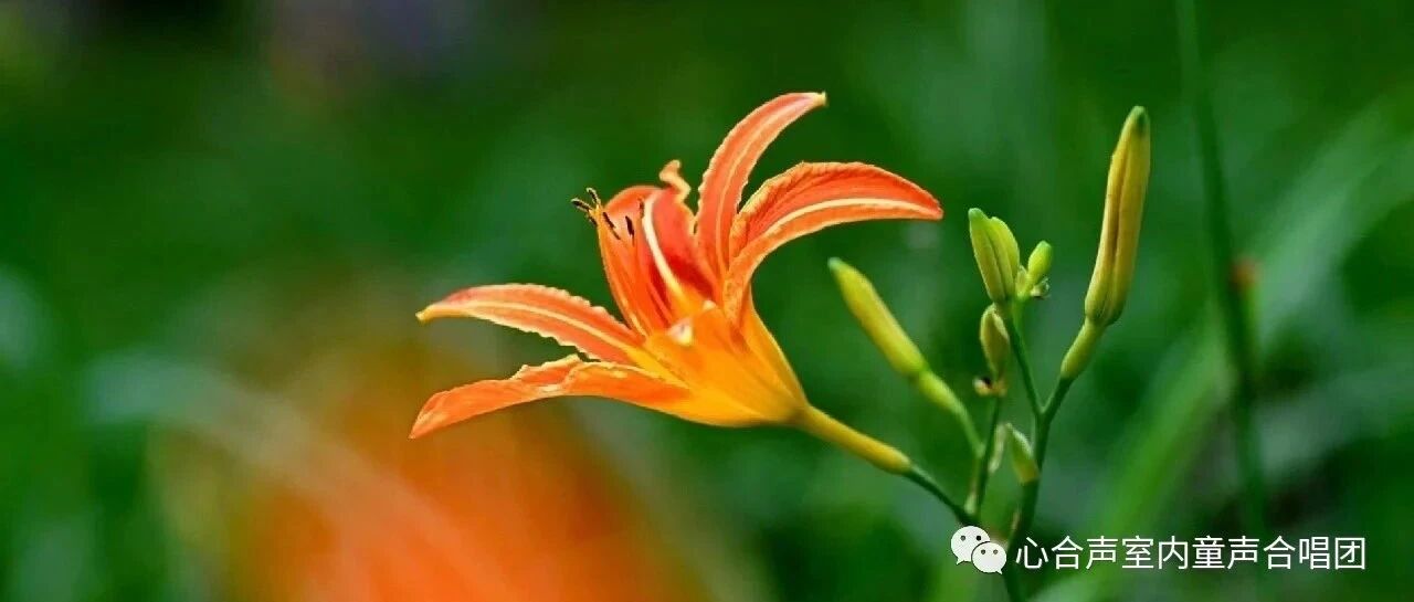 忘忧草，还是时空机？